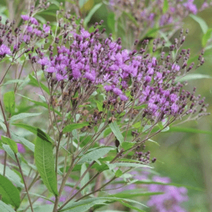 Purple flowers blooming on green leafy stems outdoors.